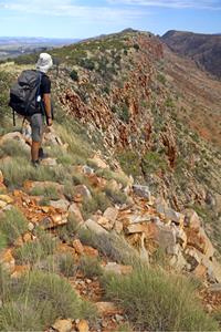 Larapinta